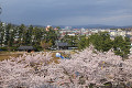 由利本荘市本荘公園の桜