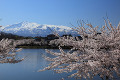 勢至公園の桜と鳥海山