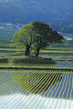 鳥海山麓の水田