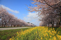 大潟村の菜の花ロードと桜並木