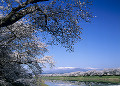 白石川と桜