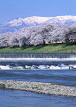 白石川と桜