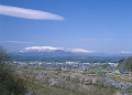 船岡城址公園の桜