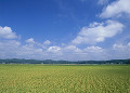 蔵王町の田園風景