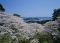 西行戻しの松公園の桜