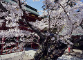 鹽竈神社の桜