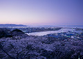 日和山公園の桜