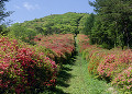徳仙丈山のツツジ