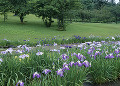 南方花菖蒲の郷公園のハナショウブ