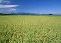 田園風景 七ツ森