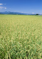 田園風景 七ツ森