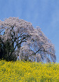 合戦場のしだれ桜と菜の花