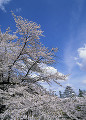 鶴ヶ城と桜