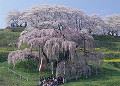 滝桜