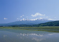 鳥海山と水田