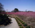 古河総合公園