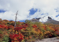 姥ヶ平から望む茶臼岳の紅葉