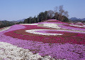 みさと芝桜公園