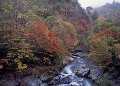 照葉峡の紅葉