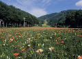 尾瀬岩鞍ゆり園