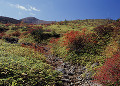 白根山の紅葉