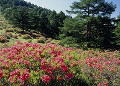 レンゲツツジ 嬬恋村