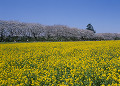 権現堂堤 菜の花と桜