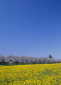 権現堂堤 菜の花と桜