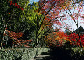 平林寺 境内の紅葉