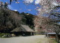 高麗家住宅と梅の花