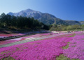 羊山公園 芝桜の丘