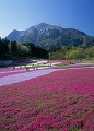 羊山公園 芝桜の丘