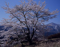 日向山 山の花道の桜