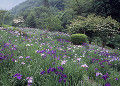 両神国民休養地 花菖蒲園