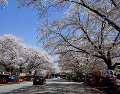 小林牧場の桜