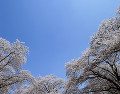 小林牧場の桜