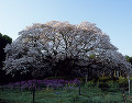 吉高の大桜