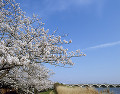 桜と手賀大橋