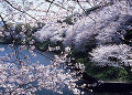 千鳥ヶ淵の桜