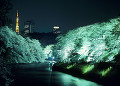 千鳥ヶ淵の夜桜