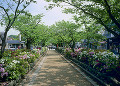 鶴岡八幡宮　若宮大路