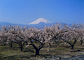 曽我梅林と富士山