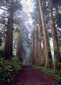 旧東海道の杉並木