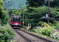 箱根登山鉄道とアジサイ