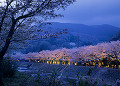 宮城野早川堤の夜桜
