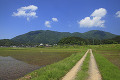 弥彦村の田園風景