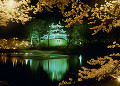 高田城跡公園の夜桜