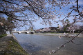 浅野川沿いの桜