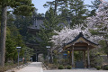 大本山總持寺祖院の山門と桜