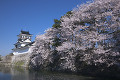 富山市郷土博物館と桜